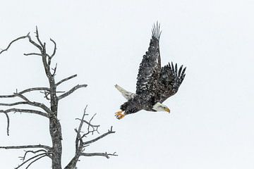 Amerikaanse zeearend (bald eagle) in Yellowstone van Sjaak den Breeje Natuurfotografie