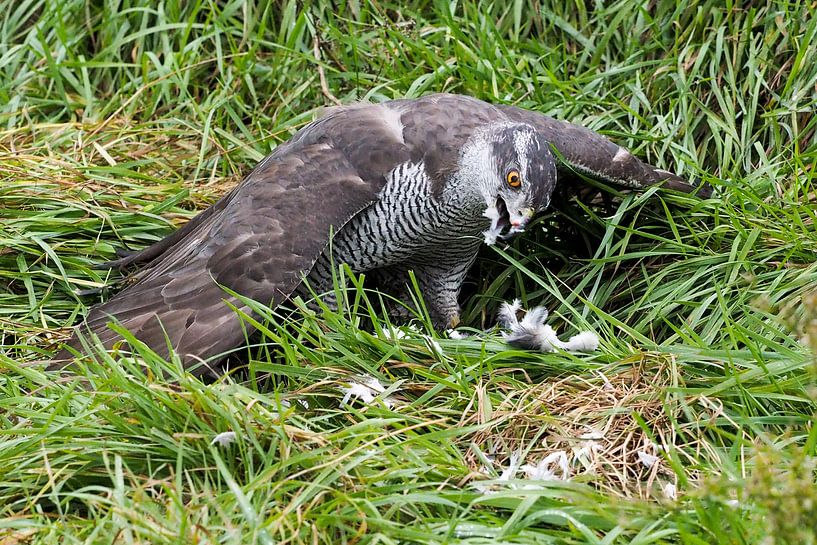 Hawk by Loek Lobel