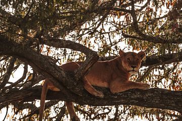 Lion dans l'arbre sur Niels pothof