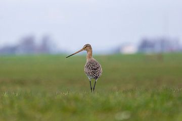 Grutto von Sjoerd de Hoop