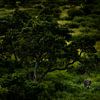 Éléphant dans la nature sud-africaine sur Paula Romein