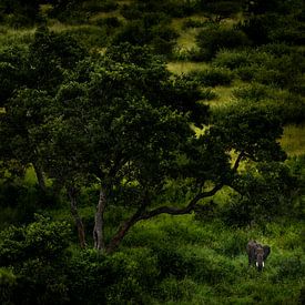 Olifant in de Zuid-Afrikaanse wildernis van Paula Romein