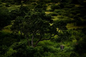 Elefant in der südafrikanischen Wildnis von Paula Romein