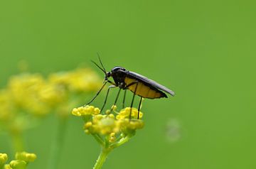 Insect van Frank de Ridder