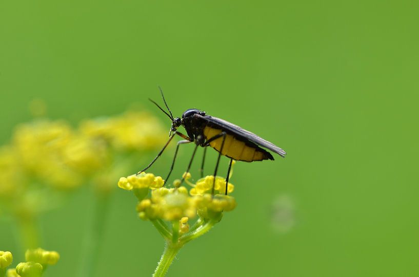 Insect par Frank de Ridder