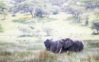 Couple d'éléphants sur le terrain, sud du Serengeti