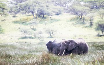 Olifantenpaar in het veld, Zuid-Serengeti van Stories by Dymph