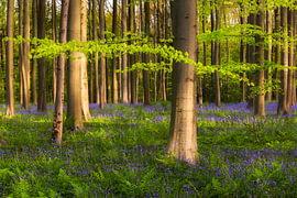 Frühling im Wald von Daniela Beyer