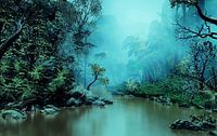 Mysterious Jungle
