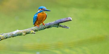 Eisvogel sitzt auf einem Ast mit Blick auf einen kleinen Teich.