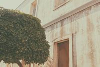 L'arbre_de la série_Tinseltown