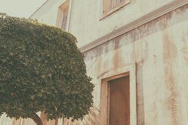 The tree_from the series_Tinseltown van Pascale Hustings