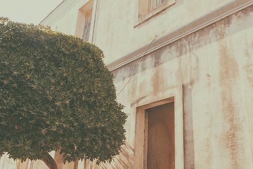 The tree_from the series_Tinseltown