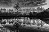 Bomen  in zwart-wit van Yvonne Blokland thumbnail