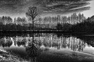 Trees in black and white von Yvonne Blokland