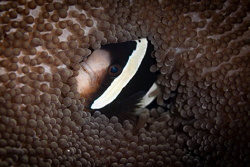 Anemoon vis @ Raja Ampat, Indonesie