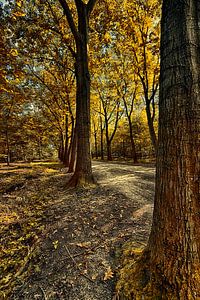 Automne dans la forêt sur Egon Zitter