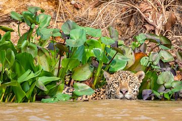 Een zwemmende jaguar van Hillebrand Breuker