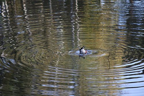 Plongée avec des canards