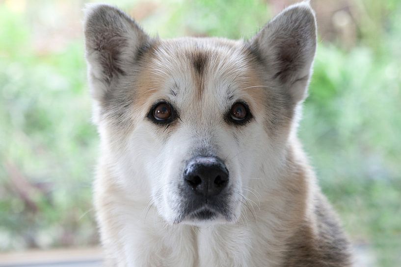 Kopf eines sibirischen Huskys von Ans van Heck