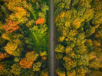 Weg door een herfst bos met kleurrijke bladeren van bovenaf gezien van Sjoerd van der Wal Fotografie