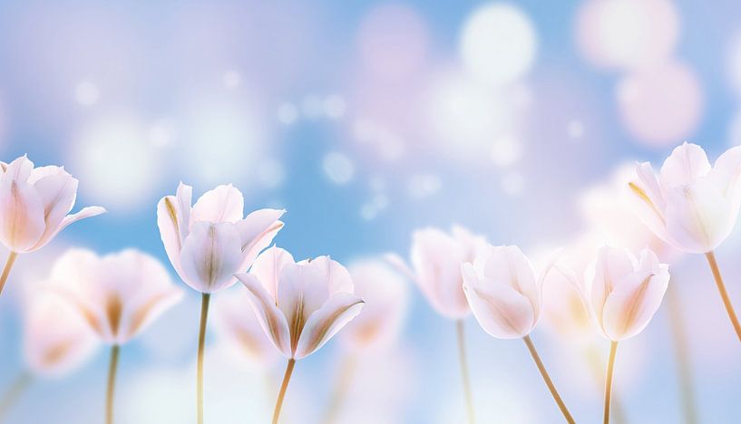 witte tulpen in de zon van Dörte Bannasch