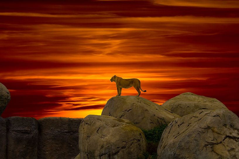 Lion on the rocks by Rutmer Visser