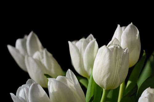 White tulips bloom against a black background