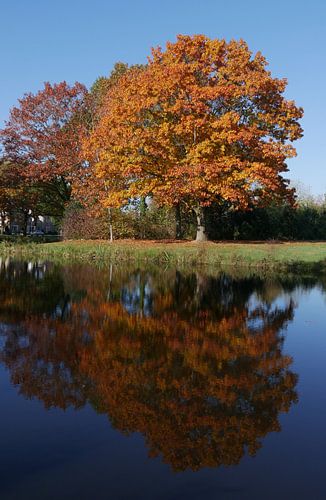 Kleurende Amerikaanse eik
