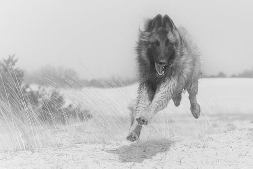 Vrolijke pup von Angelique van Heertum