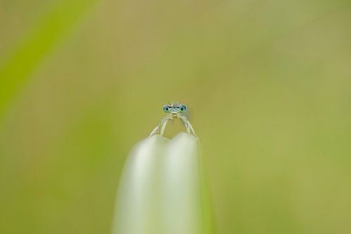 Juffer in  de herfst.