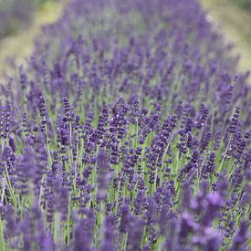 Lavendel! von Margriet Stegeman