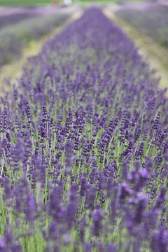 Lavendel! van Margriet Stegeman