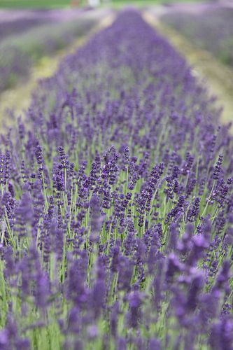 Lavendel!