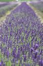 Lavendel! von Margriet Stegeman Miniaturansicht