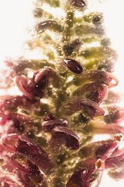 Reve de Papillon in ice 1