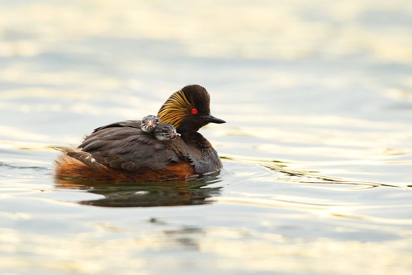 Ruled Grebe with boy by Jeroen Stel