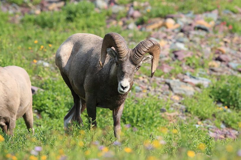 Bighorn Sheep Glacier National Park Montana USA by Frank Fichtmüller