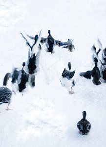 Bild von Enten im Schnee.
