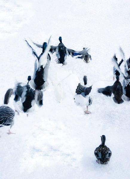 Foto van eenden in de sneeuw. van Therese Brals