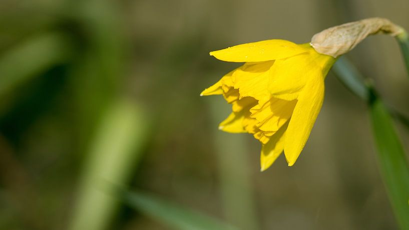 Narcis van Bo Valentino