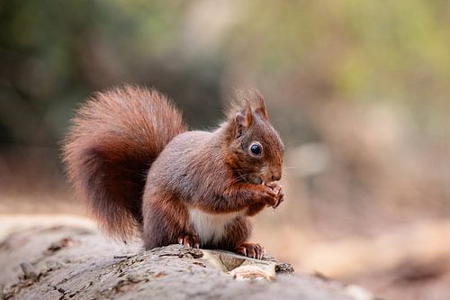 Eekhoorn in het bos.