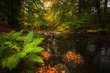 Magie de l'automne sur Steffen Gierok