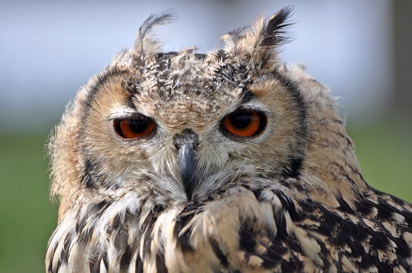 meneer de Uil von Pyter de Roos