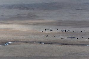 Desolaat landschap Mongolië | Natuurfotografie