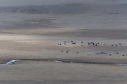 Desolaat landschap Mongolië | Natuurfotografie