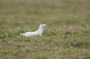 à la chasse ... Hermine ( Mustela erminea ) dans le blanc de l'hiver sur wunderbare Erde