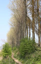 Pfad in Frühlingsstimmung von Patrick Riemens