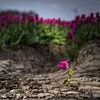 Ausgewählte Tulpe im Feld von Fotografiecor .nl