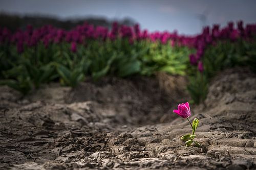 Uitgelichte tulp in het veld